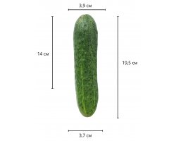 Реалистичный фаллос мулат на присоске Sliding Skin Dual Layer Dong, 19,5 см, Ø 3,7 см-foto2